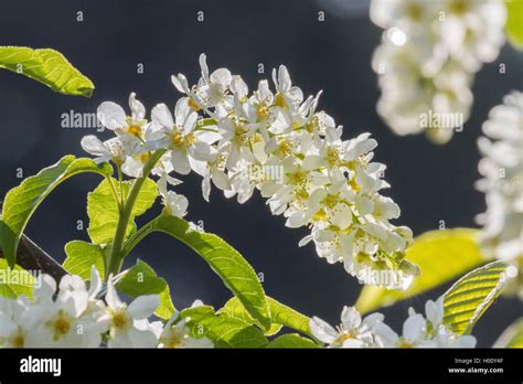 European Bird Cherry Prunus Padus Padus Avium Blooming In Backlight