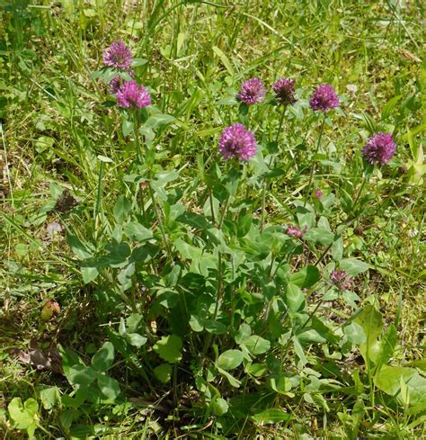 Red clover | Identify that Plant