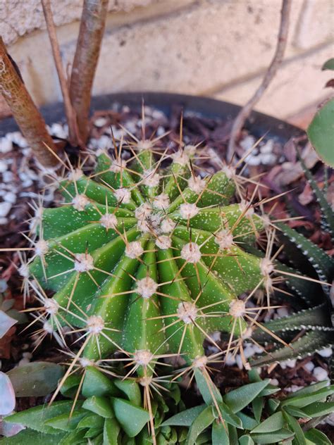 Help What Are These White Spots On My Cactus It Scapes Off Quite