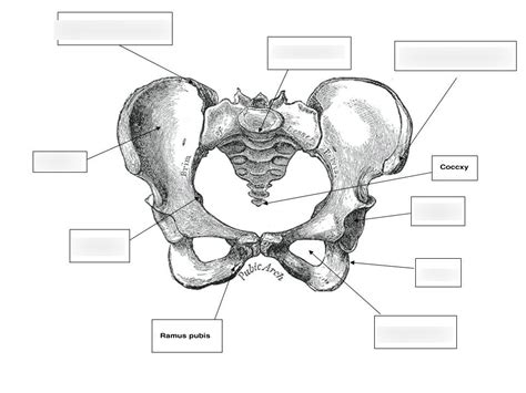 Diagram Of Pelvic Osteology Quizlet