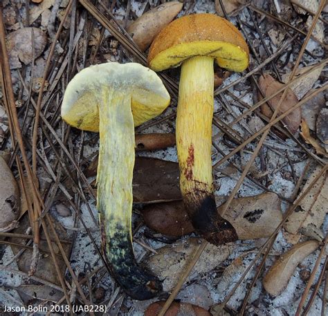 Boletus Luridellus The Bolete Filter