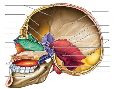 Anterior Skull Medial View Of A Sagittal Section Through The Skull