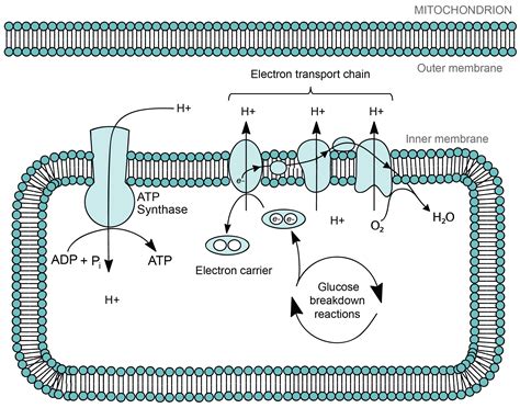 Mitochondria Photosynthesis