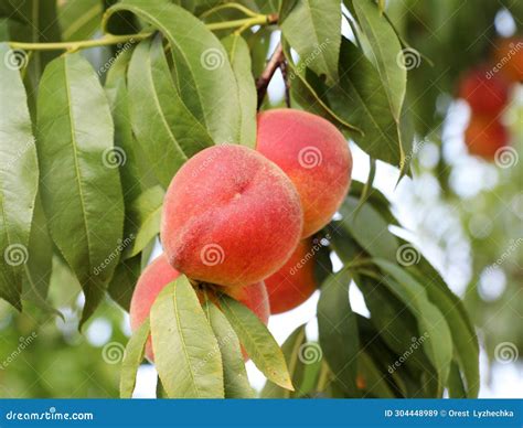 On The Tree Branch Ripe Peach Fruits Stock Image Image Of Nature