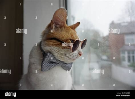 Cat Wearing Bow Tie And Glasses Looking Out Of The Window Stock Photo