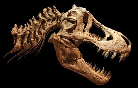 Baby tyrannosaurs were absolutely adorable, study finds – BGR