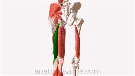 Medial Compartment Muscles Of Right Thigh BioDigital 46 OFF