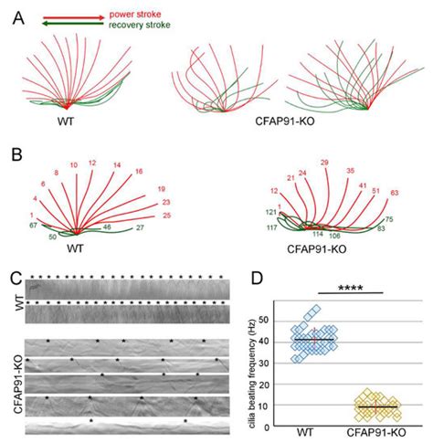 Cells Free Full Text Cfap91 Dependent Stability Of The RS2 And RS3