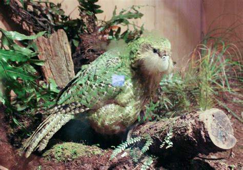 Kakapo Endangered Night Parrot of New Zealand 25925859 Stock Photo at ...