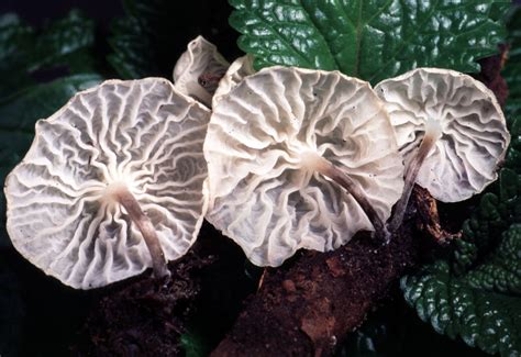 California Fungi Marasmiellus Candidus