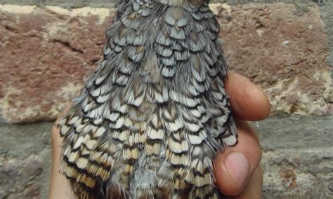 Blue scaled quail – Birds Breeding Belgium