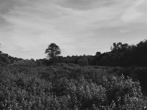 Free Images Landscape Tree Nature Forest Grass Rock Mountain