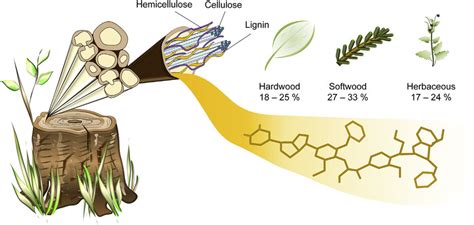 Lignin Structure In Plant