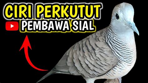 5 Ciri Burung Perkutut Yang Membawa Sial Jika Warna Di Sayapnya