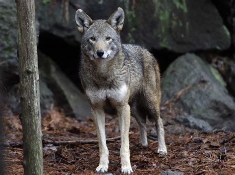 Red Wolves To Be Released In North Carolina Under New Lawsuit