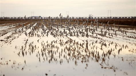 Central Valley Regional Spotlight | California Trout