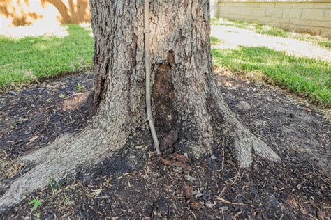 How To Remove Big Tree Roots To Remove Tree Roots That Are Left After