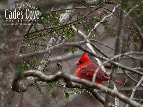 Wildlife CadesCovePhotography