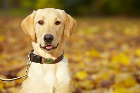 3 Dog Behaviors We Can Solve: Chewing, Digging, and Barking ...