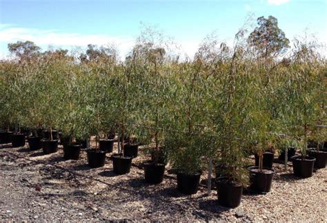 Eucalyptus Mannifera Little Spotty Wholesale Nursery Nurseries In