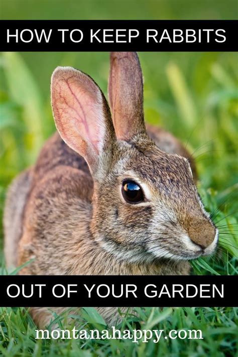 How To Keep Rabbits Out Of Your Garden Naturally Will Give You Easy Repellant Ideas To Protect