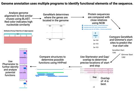 Genome Annotation Steps Biorender Science Templates