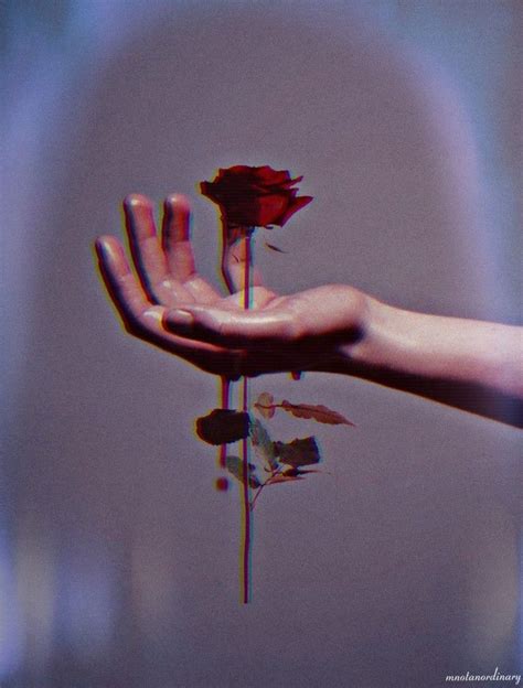 A Person S Hand Holding A Rose In The Air