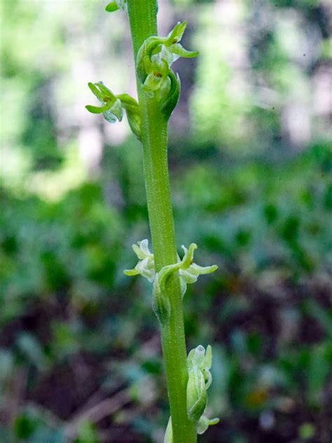 Piperia Unalascensis Calflora