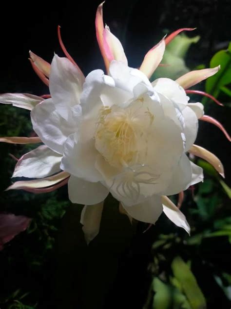 Night Queen Flower That Blooms Only For A Night A Year - Bangladesh Post