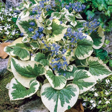 Variegated Brunnera Ubicaciondepersonas Cdmx Gob Mx