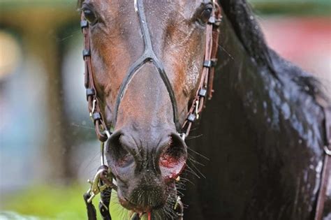 NAVLE Equine Flashcards Quizlet