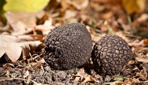 Sagra Del Tartufo Nero E Della Castagna A Bagnoli Irpino