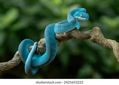 Habitat Pit Viper Photos And Images Shutterstock