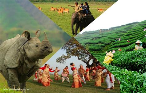 7 Amazing Things To Do In Your Assam Tour Best Travel Agency Odisha Since 1993 Bhubaneswar