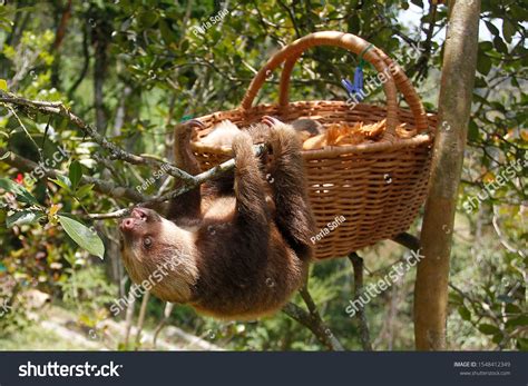 Sloths Sloth Animal Rescue Center Feed Stock Photo (Edit Now) 1548412349