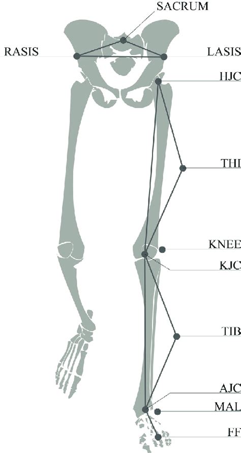 Pelvis segment defined by two ASIS (LASIS, RASIS) and a sacral marker ...