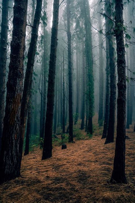 Fondos de Pantalla de Bosques | Fondos de pantalla bosques, Fondos de pantalla naturaleza ...