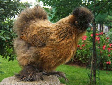 Unique Farm Pets - Silkie Chicken | Animals Library