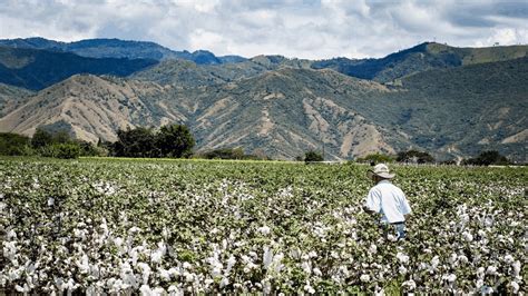 Cotton farming: The dos and don’ts