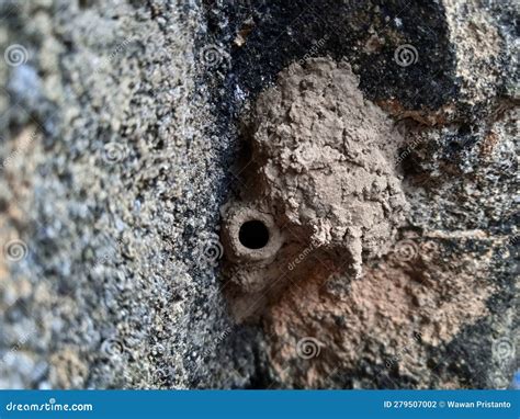 Mud wasp nest on the wall. stock photo. Image of material - 279507002