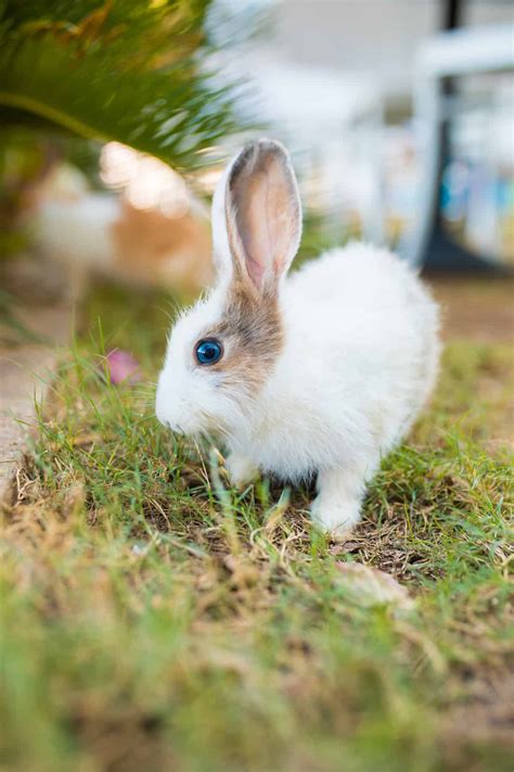 Why Do Rabbits Thump Their Feet Every Bunny Welcome