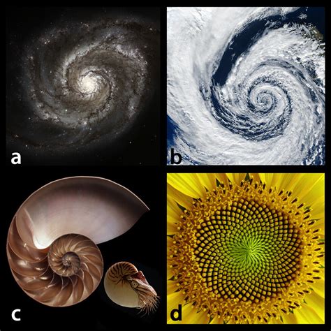 The Fascination With The Golden Ratio Wall Street International Magazine