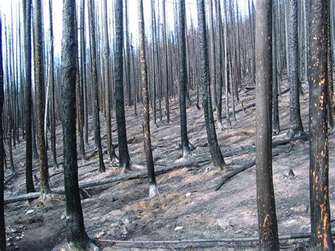 My Forest Burned: Now What? - Woodland Fish and Wildlife