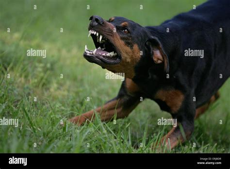 agressive Doberman Pinscher Stock Photo - Alamy