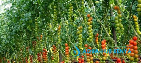 Drip Irrigation For Tomatoes In Kenya Aqua Hub