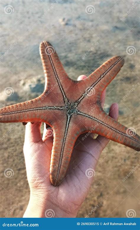 Details And Close Up Of Starfish Stock Image Image Of Shine Ocean