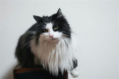 Manx Cat Breed: Info, Pictures, Temperament & Traits - Catster