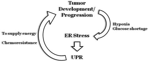 Endoplasmic Reticulum Er Stress And Cancer During Early Stages Of Download Scientific