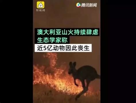 痛心！澳洲大火致8000只考拉惨死，栖息地遭毁灭性打击！网友泪目，太可怜了