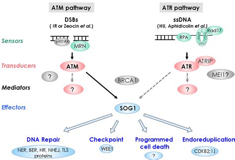 DNA Damage Response In Plants Conserved And Variable Response Compared